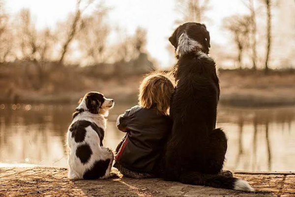 Evcil Hayvanların Psikolojiye Etkisi: Dostluğun ve Terapinin Gücü